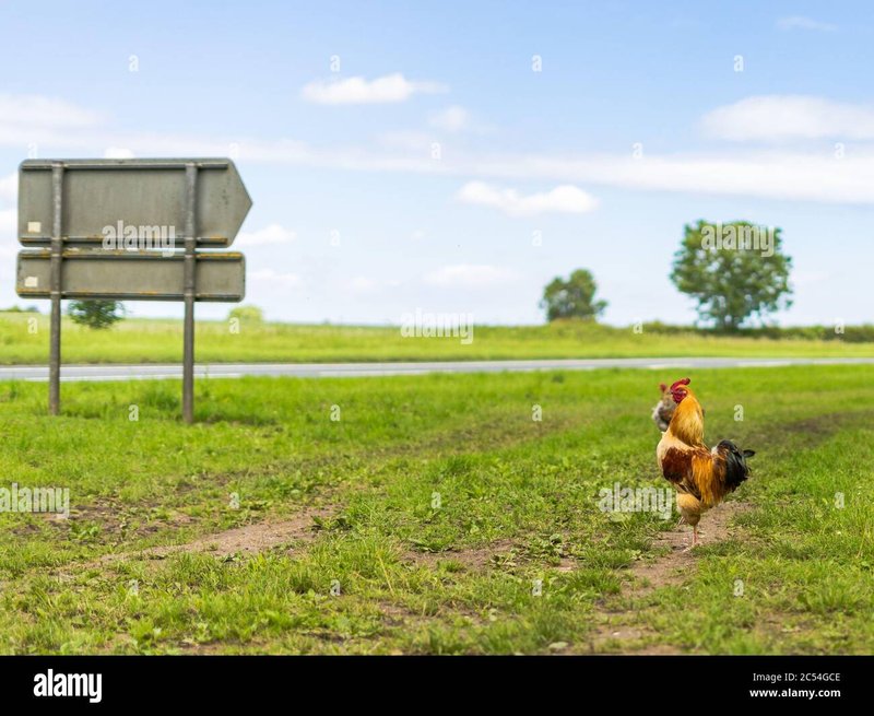 Het populaire Chicken Road spel kan nu worden gespeeld online in Nederland in Netherlands